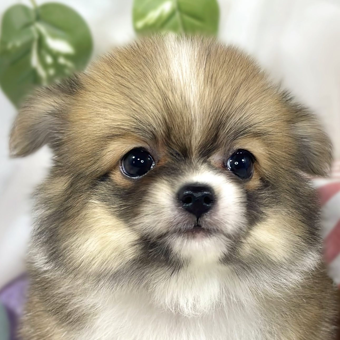 ハーフ犬女の子の写真