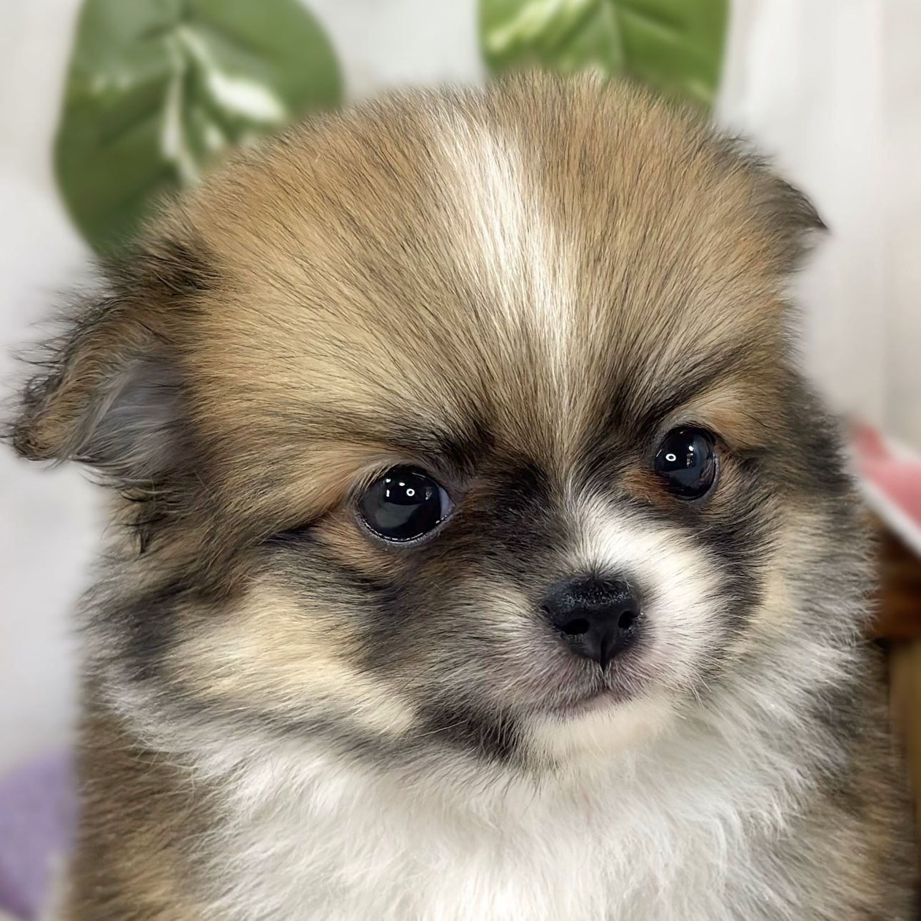 ハーフ犬女の子の写真