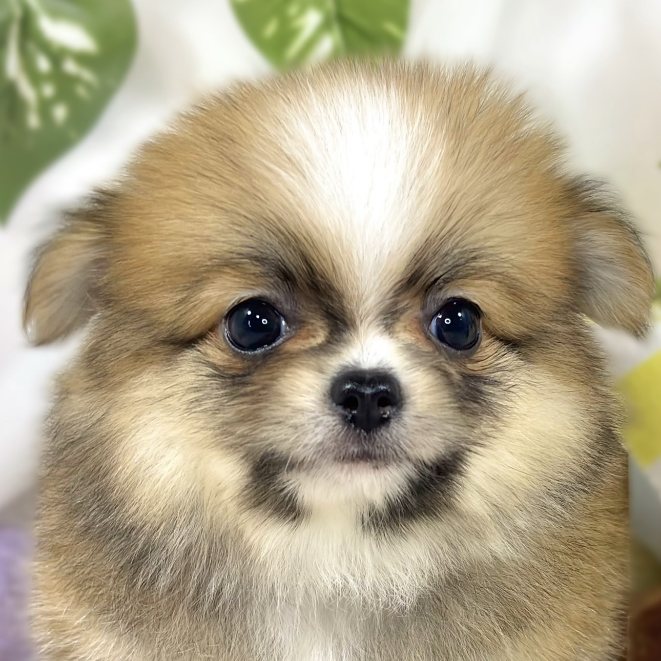 ハーフ犬女の子の写真