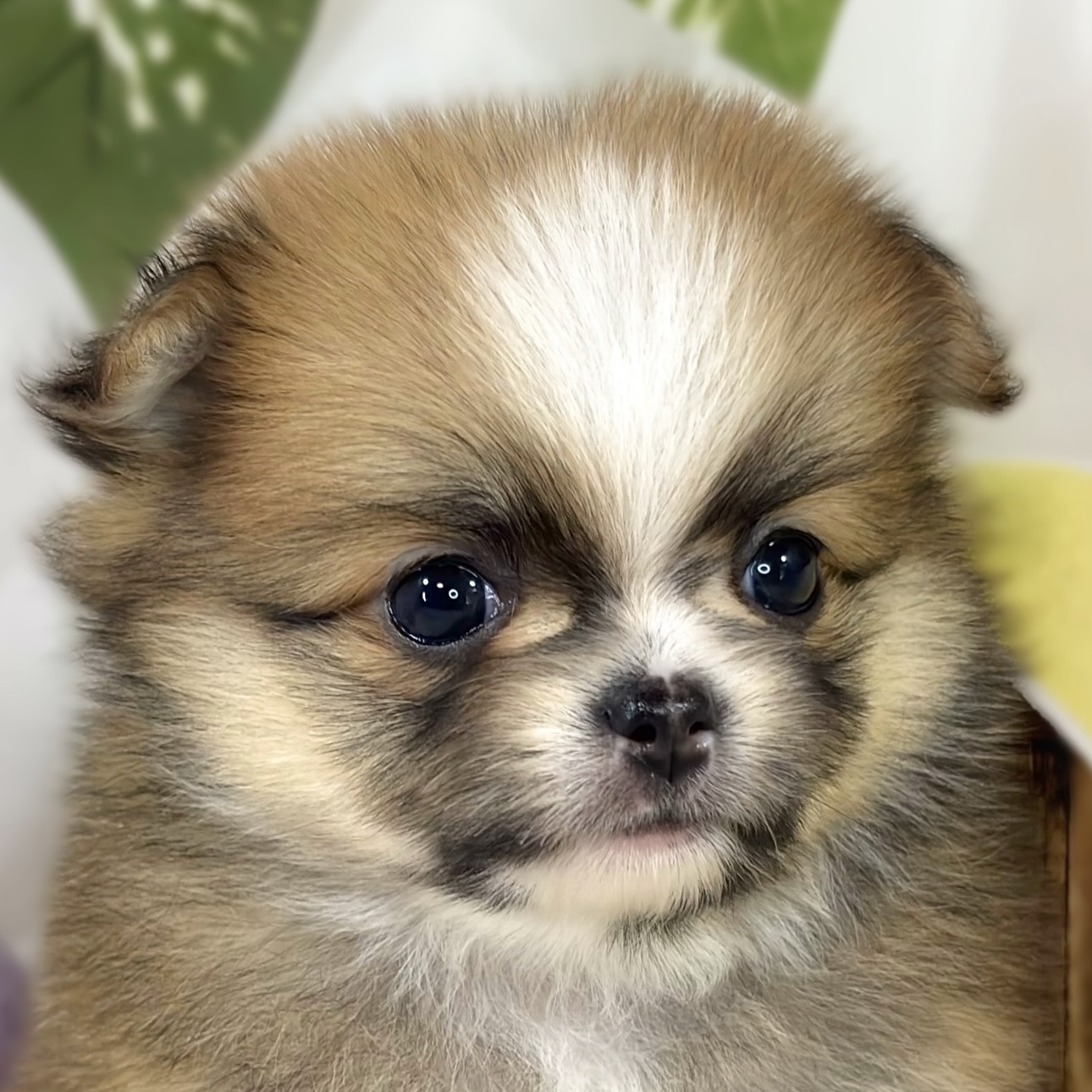 ハーフ犬女の子の写真