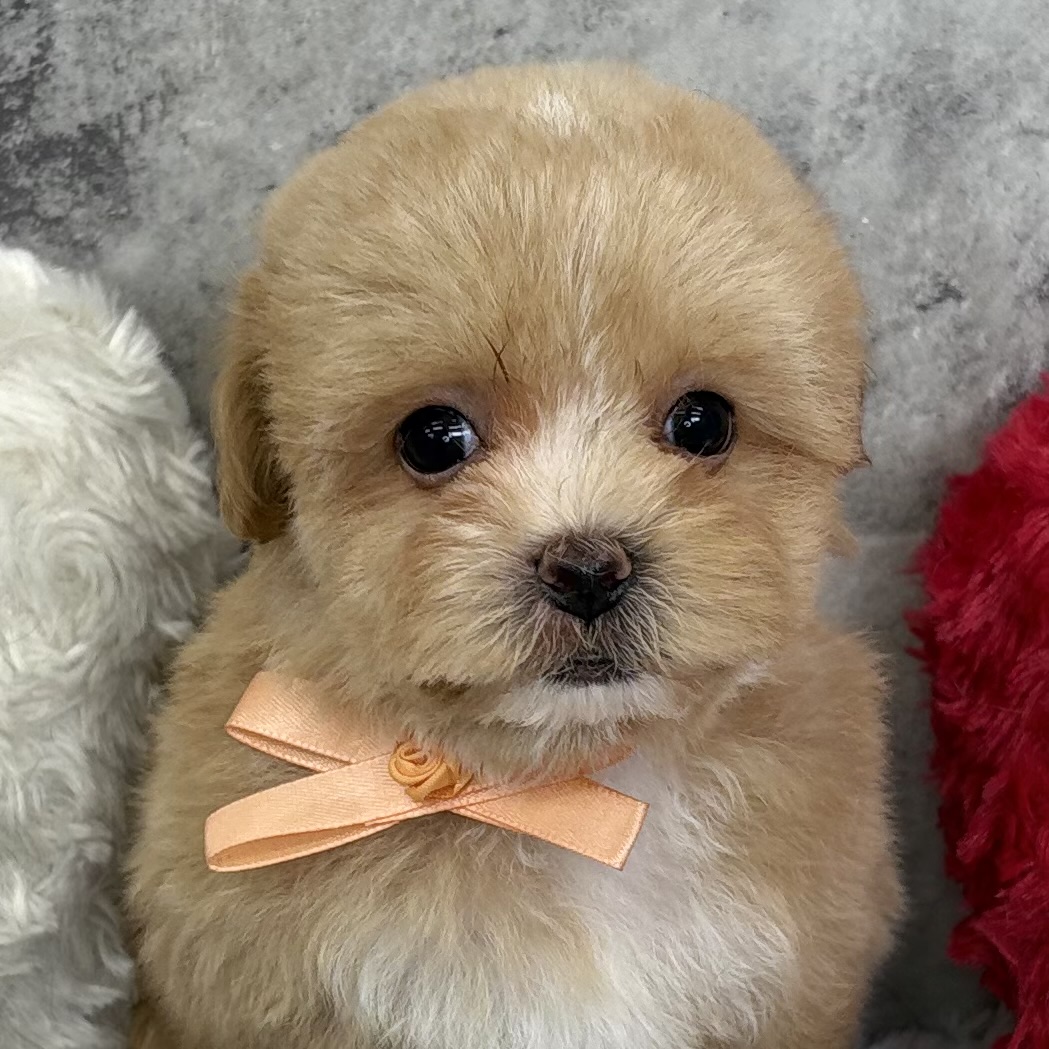 ハーフ犬男の子の写真