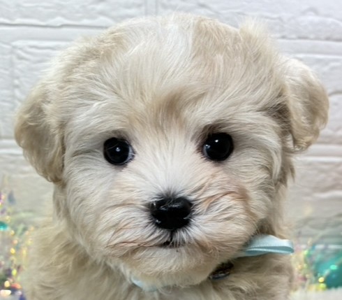ハーフ犬男の子の写真