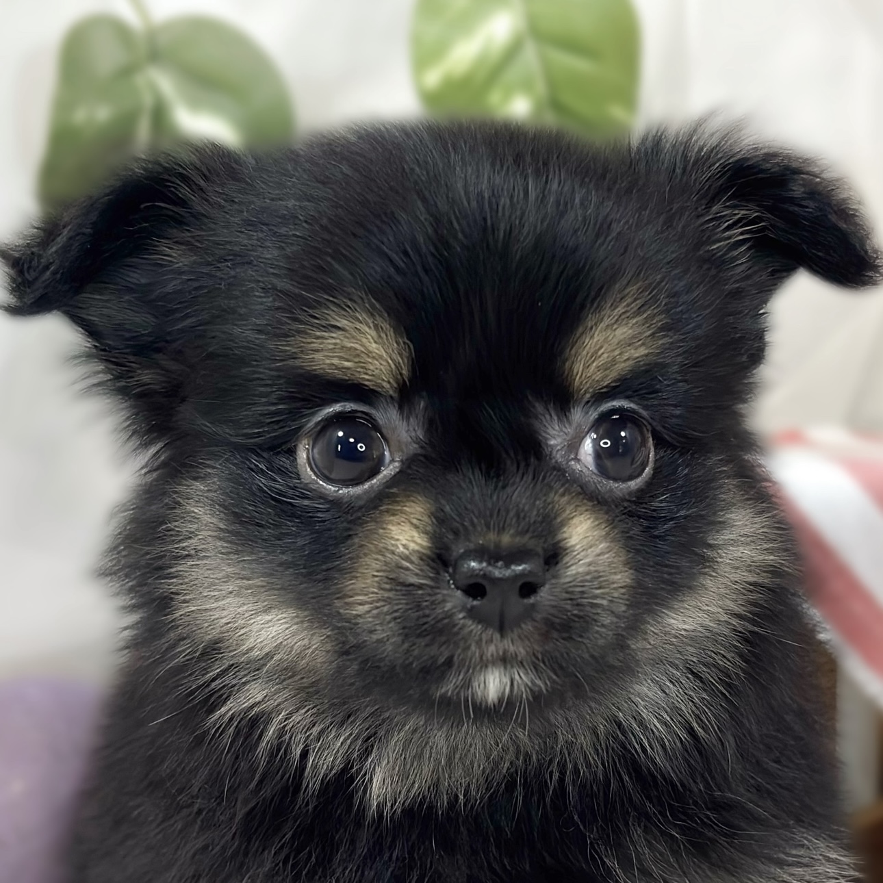 ハーフ犬女の子の写真