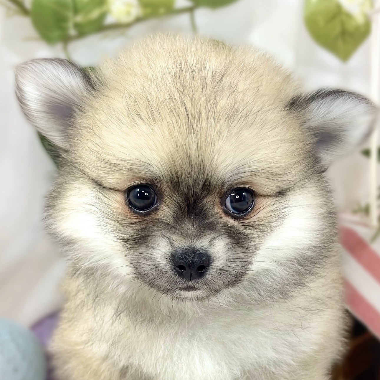ハーフ犬女の子の写真