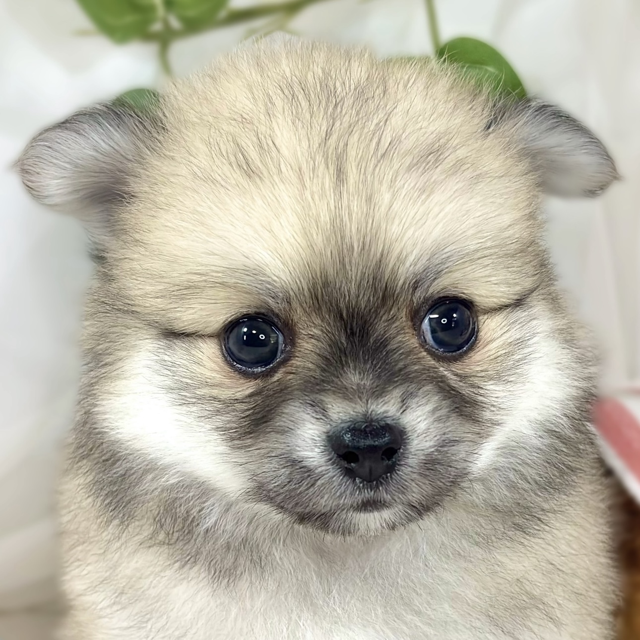 ハーフ犬女の子の写真