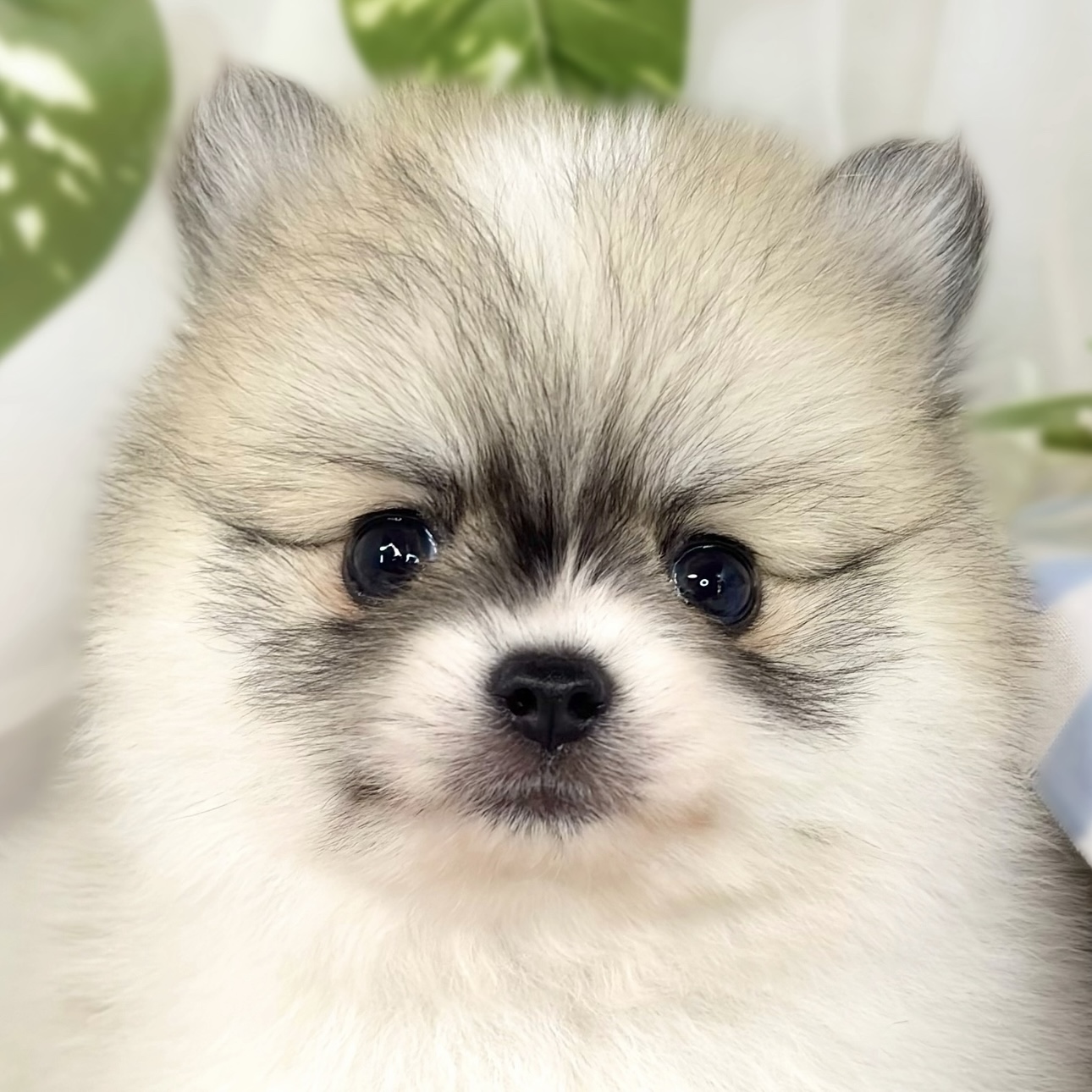 ハーフ犬男の子の写真