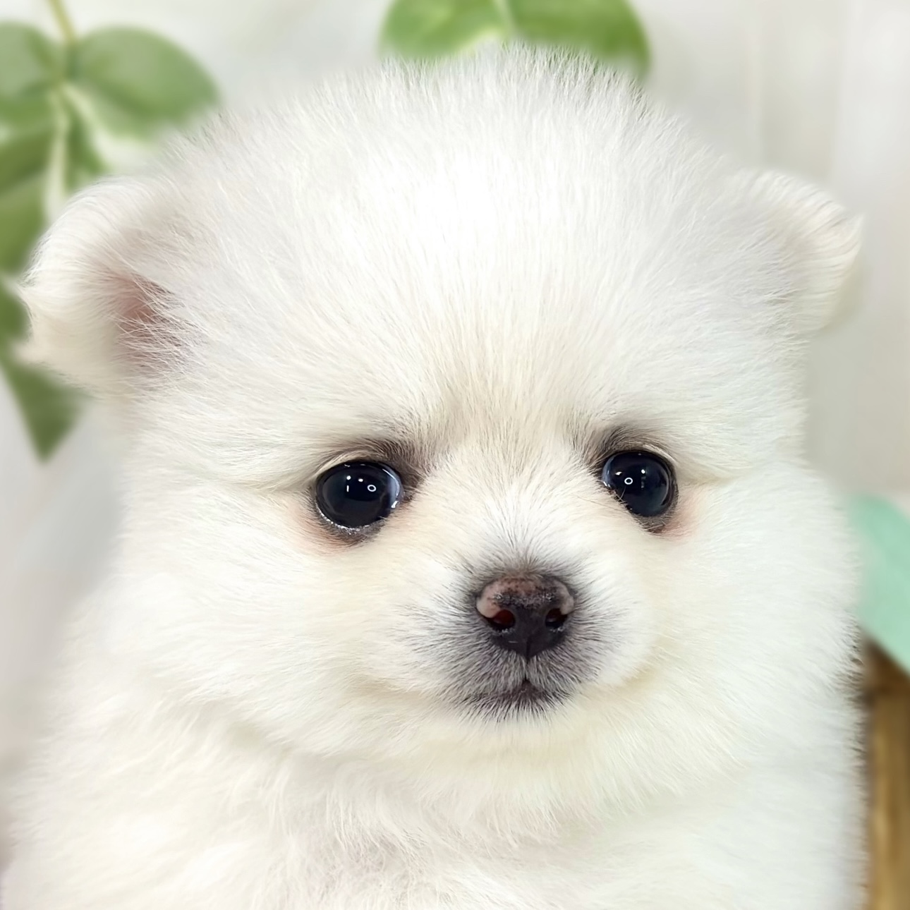 ハーフ犬女の子の写真