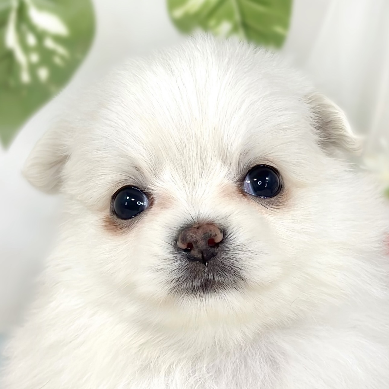 ハーフ犬男の子の写真