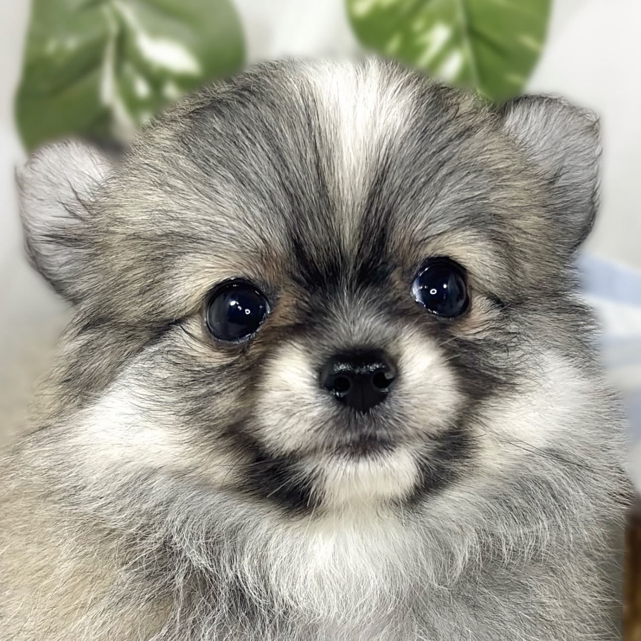 ハーフ犬女の子の写真