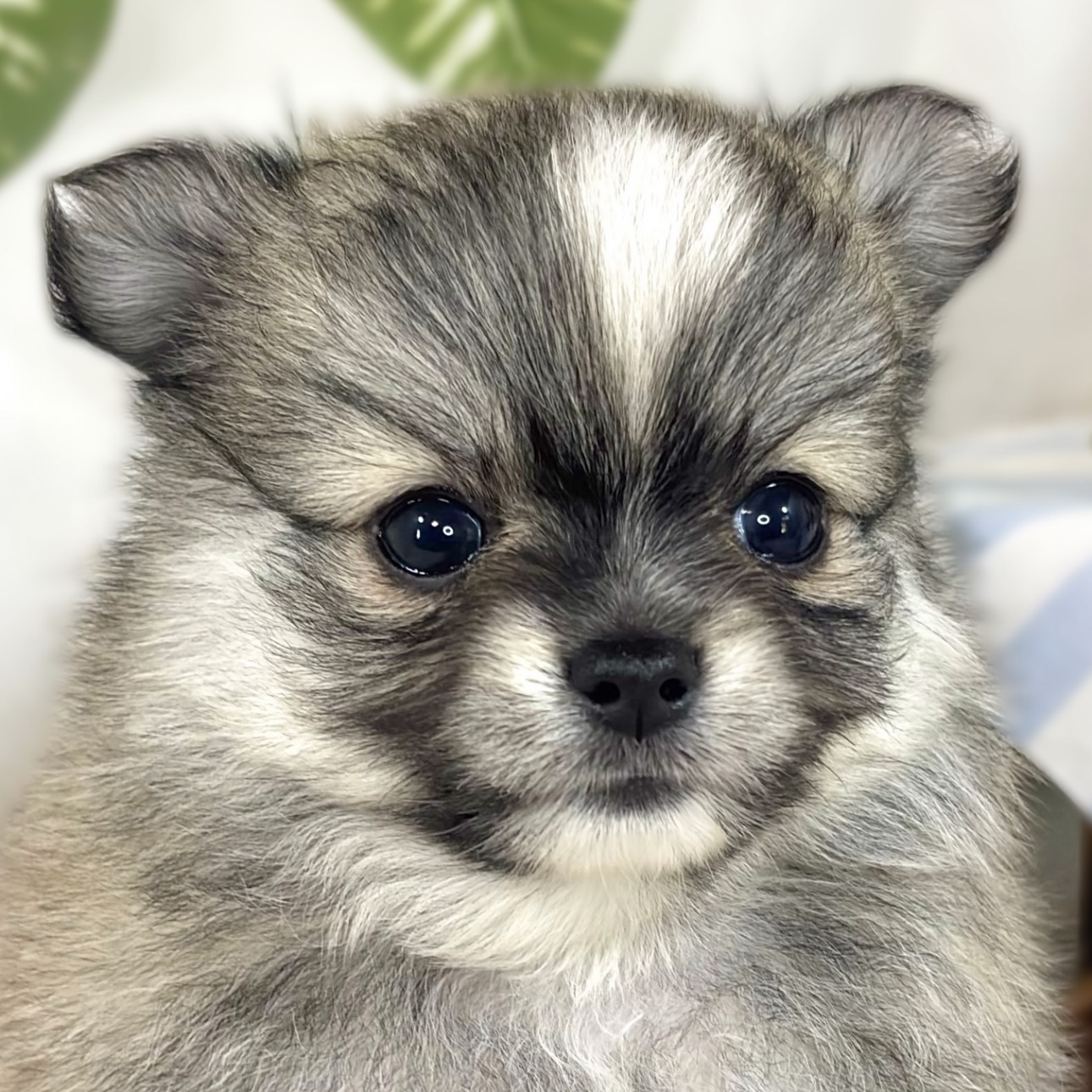 ハーフ犬女の子の写真