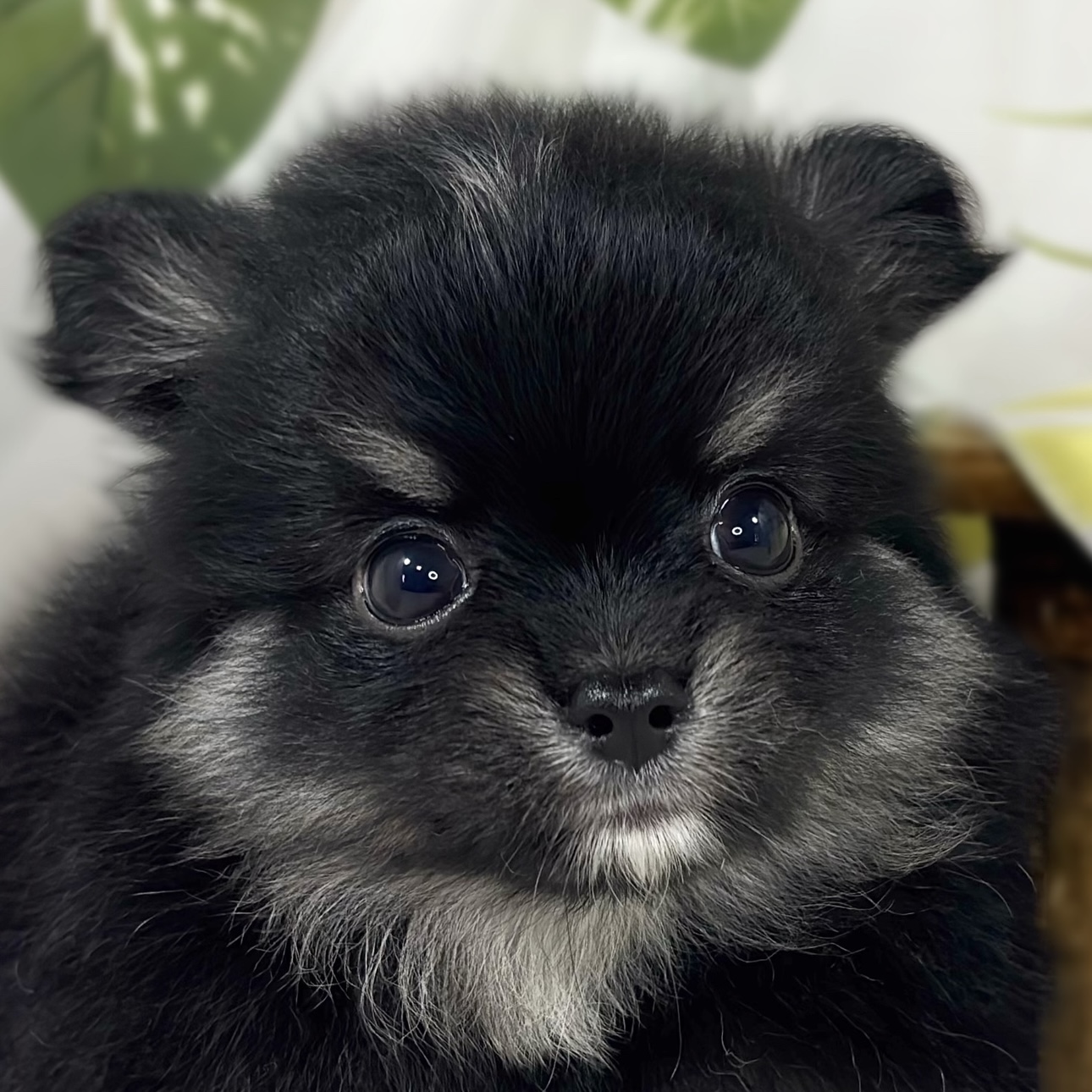 ハーフ犬男の子の写真