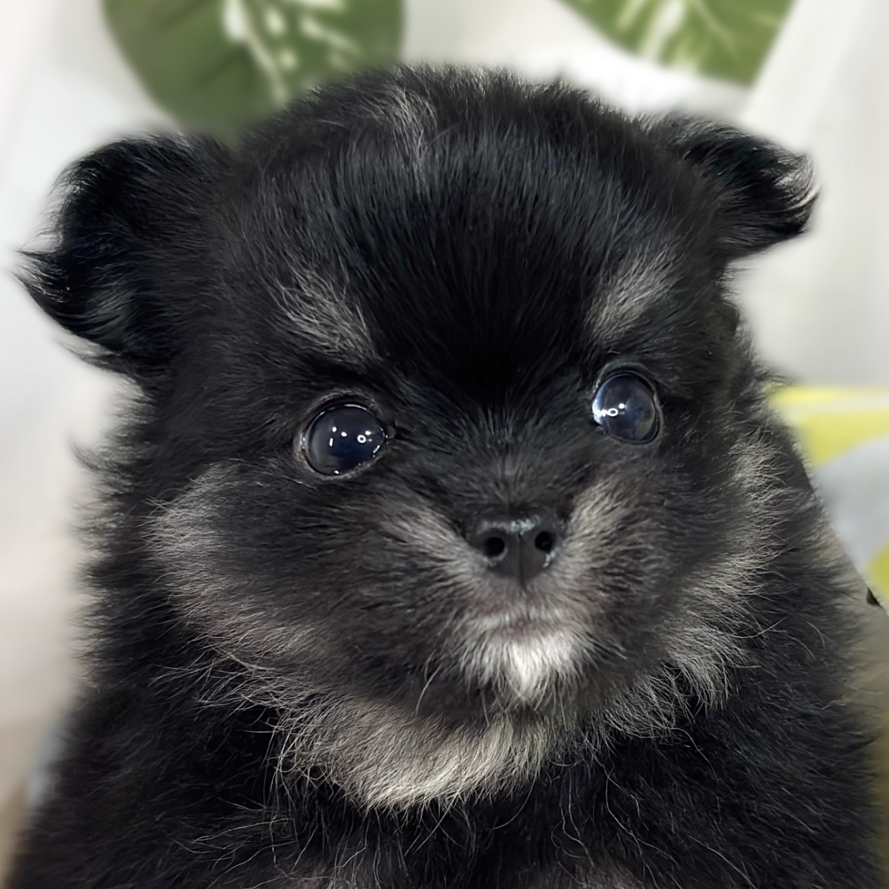 ハーフ犬男の子の写真