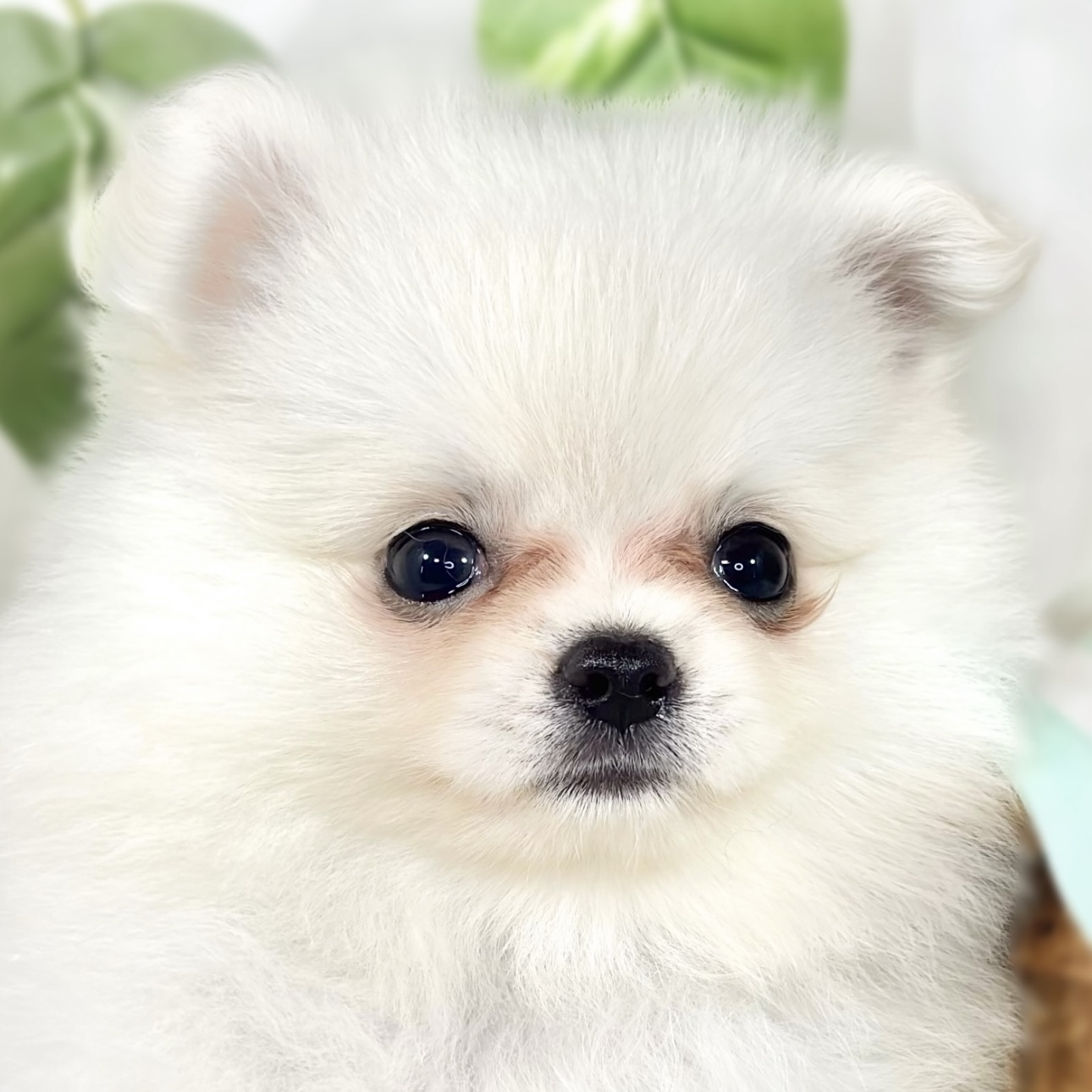 ハーフ犬女の子の写真