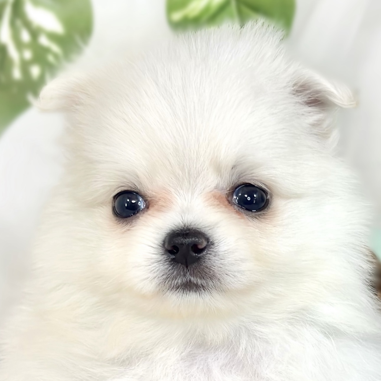 ハーフ犬女の子の写真