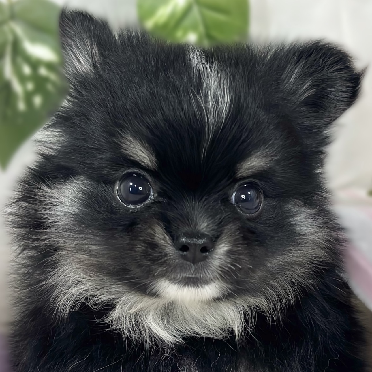 ハーフ犬女の子の写真