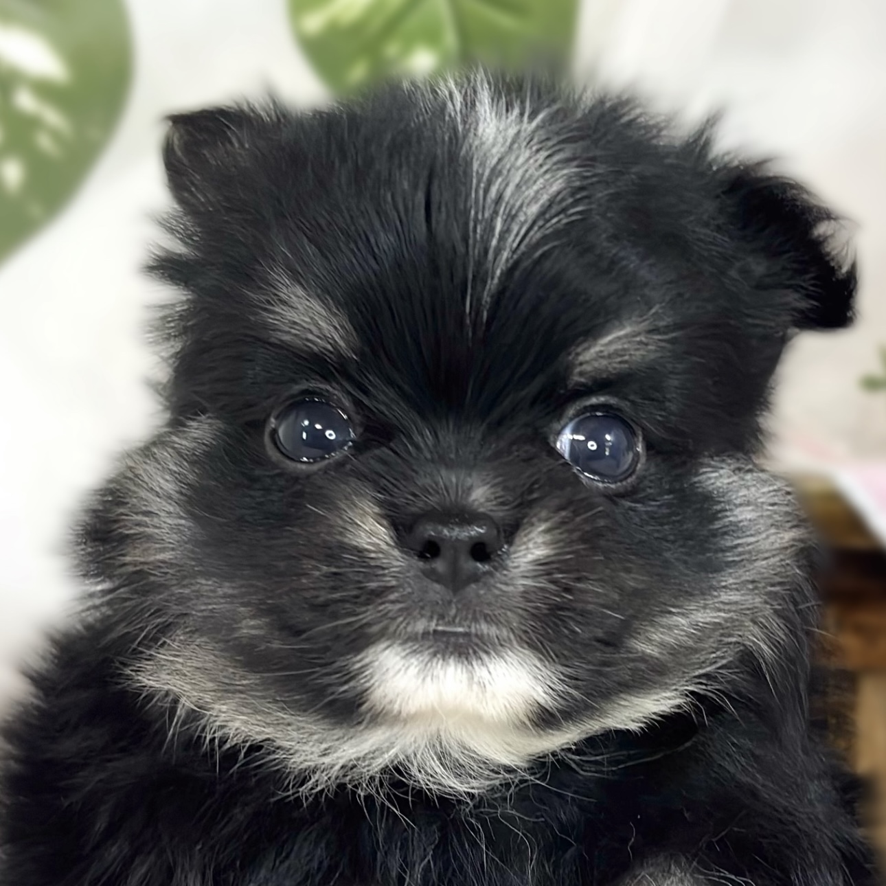 ハーフ犬女の子の写真