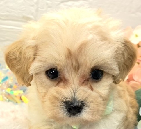ハーフ犬女の子の写真