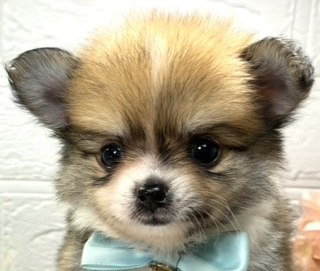 ハーフ犬男の子の写真