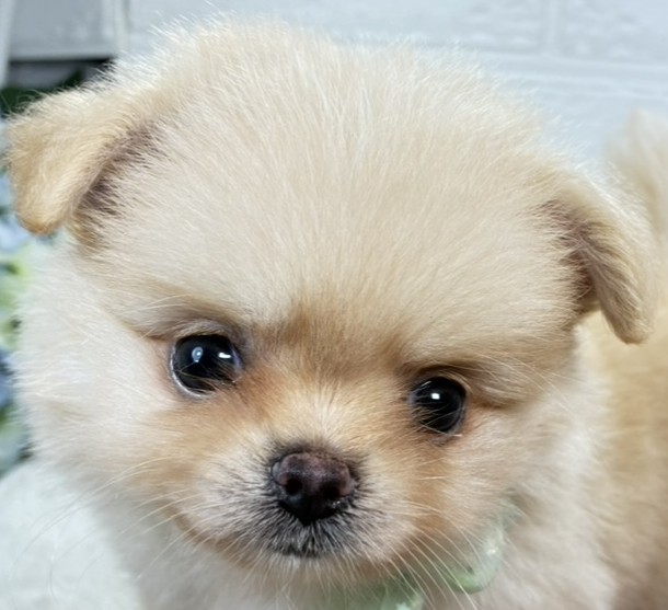 ハーフ犬男の子の写真