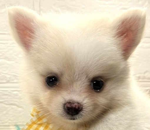ハーフ犬男の子の写真