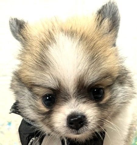 ハーフ犬女の子の写真