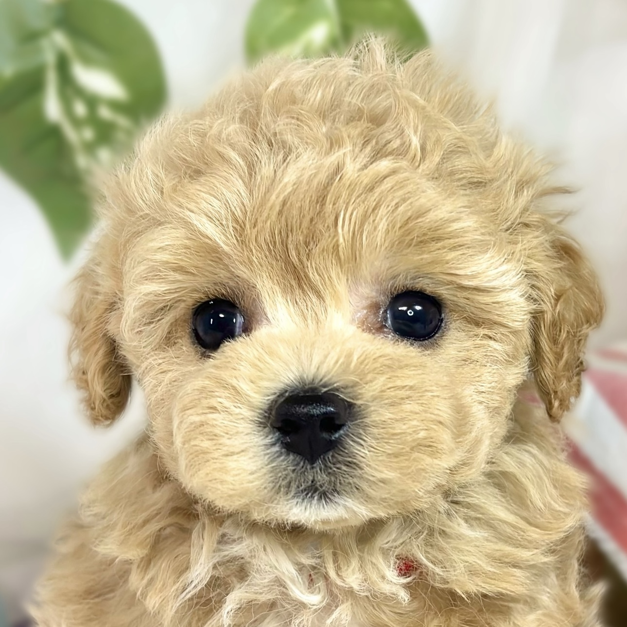 ハーフ犬女の子の写真