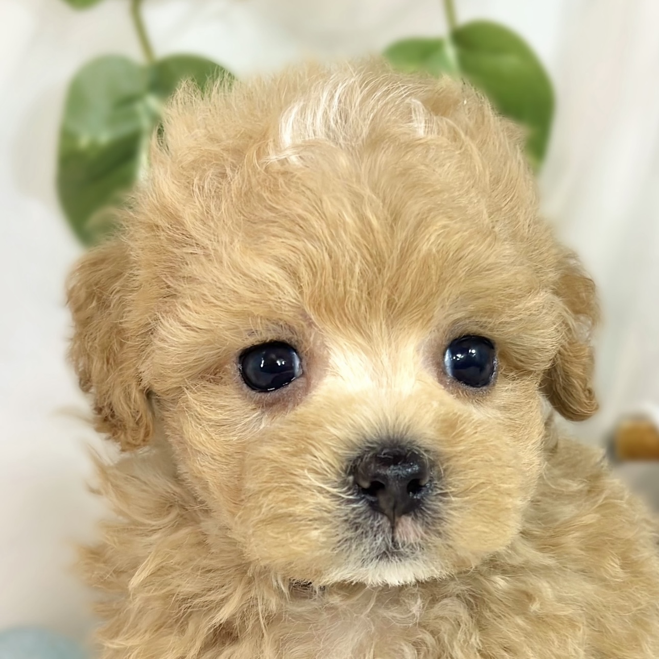 ハーフ犬男の子の写真