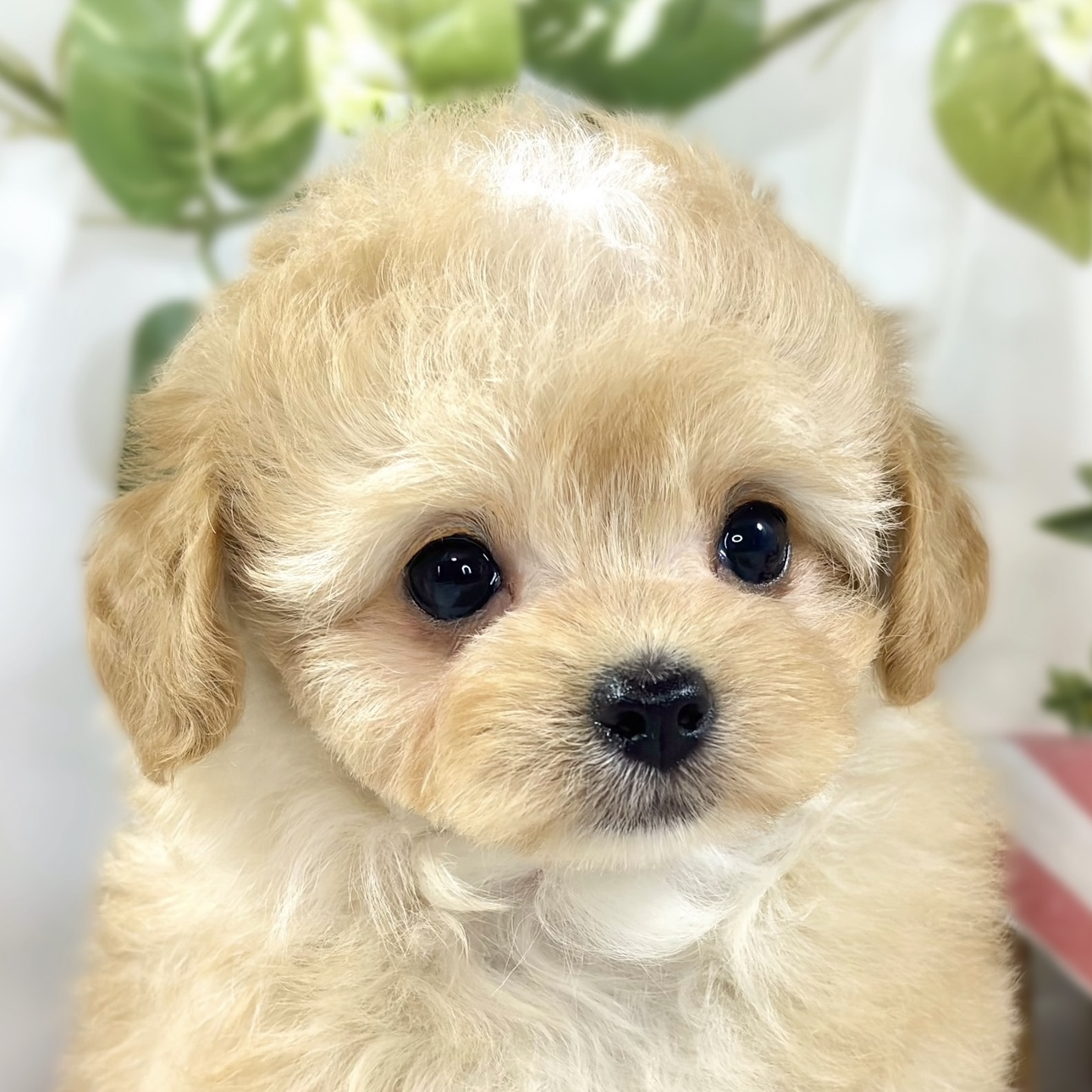 ハーフ犬女の子の写真