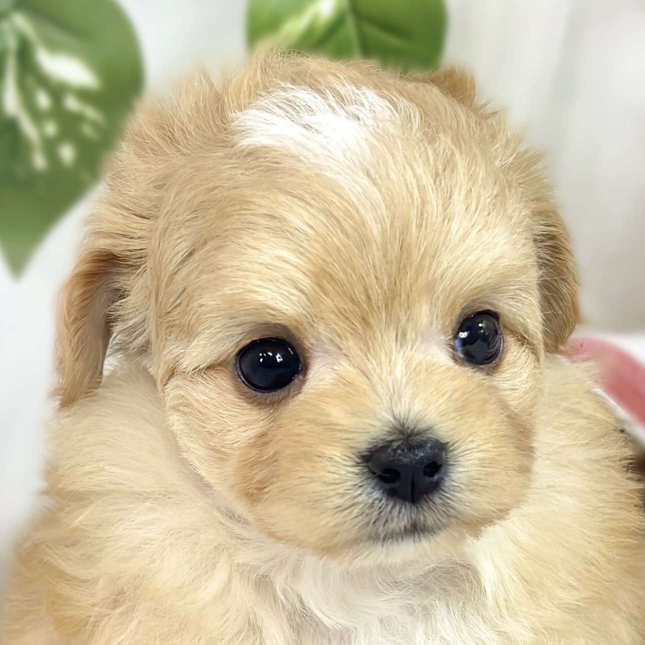 ハーフ犬女の子の写真