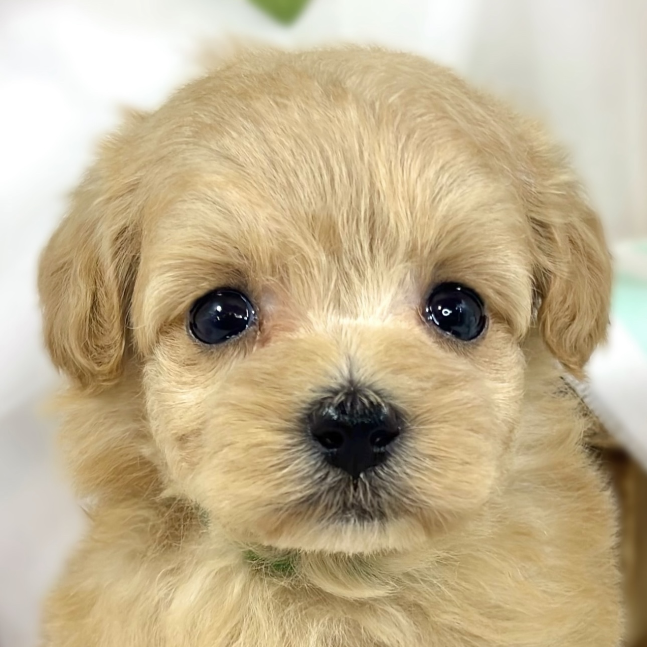ハーフ犬女の子の写真