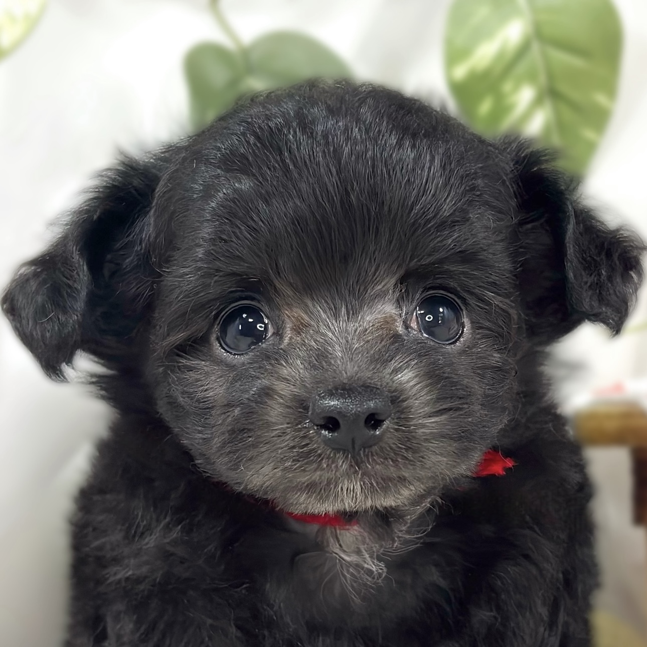 ハーフ犬男の子の写真