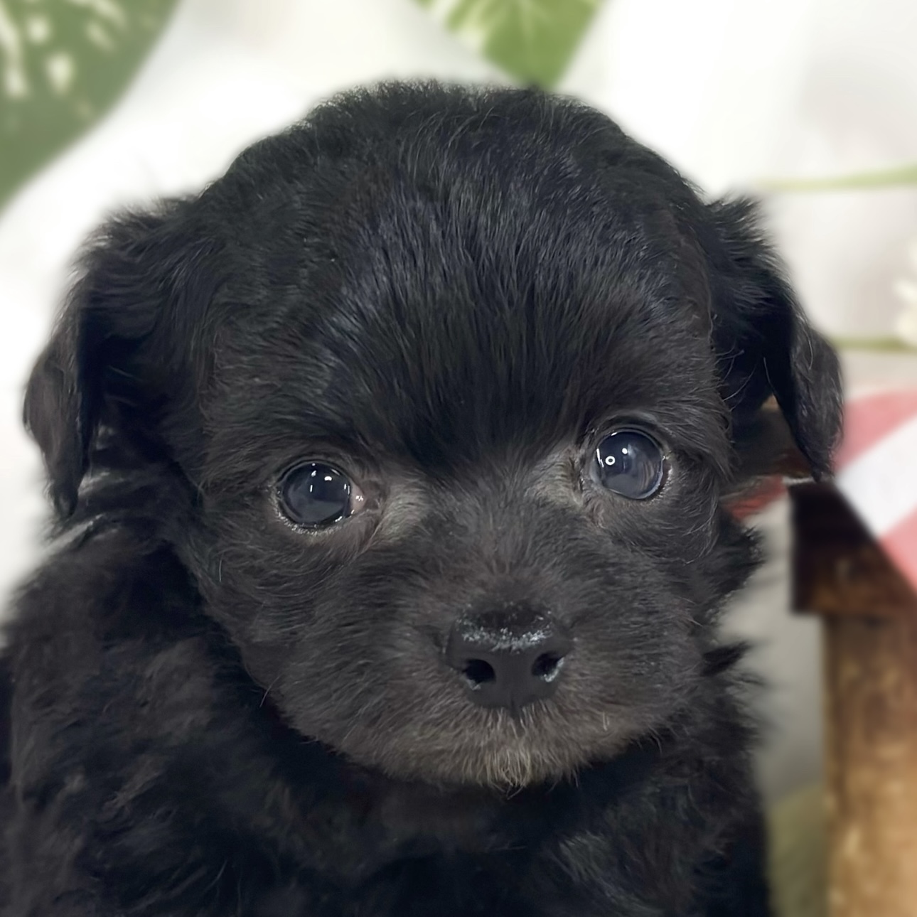 ハーフ犬男の子の写真