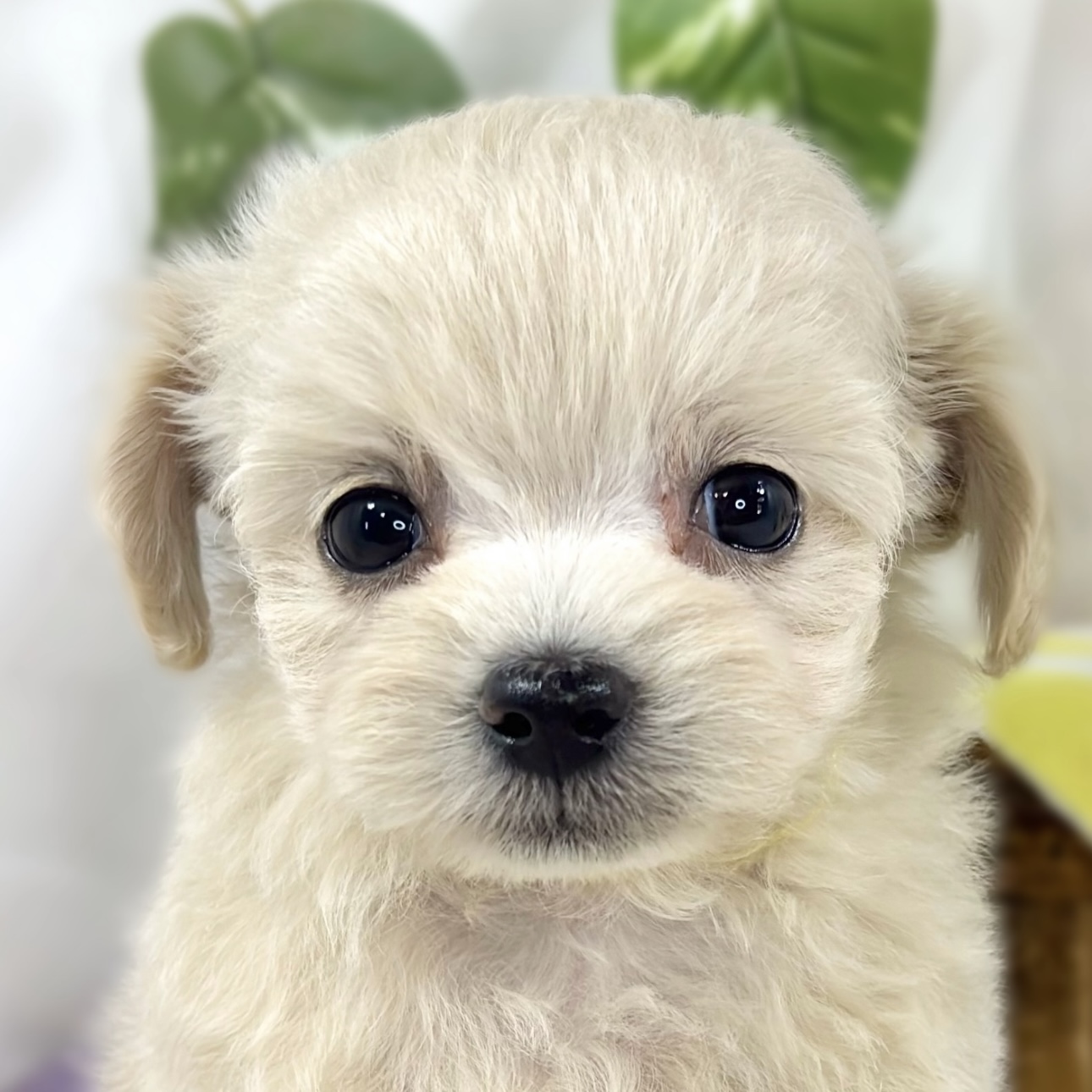ハーフ犬女の子の写真