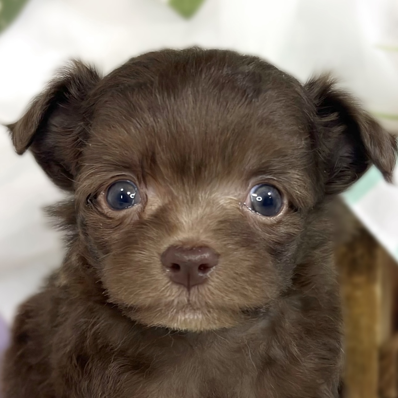 ハーフ犬男の子の写真