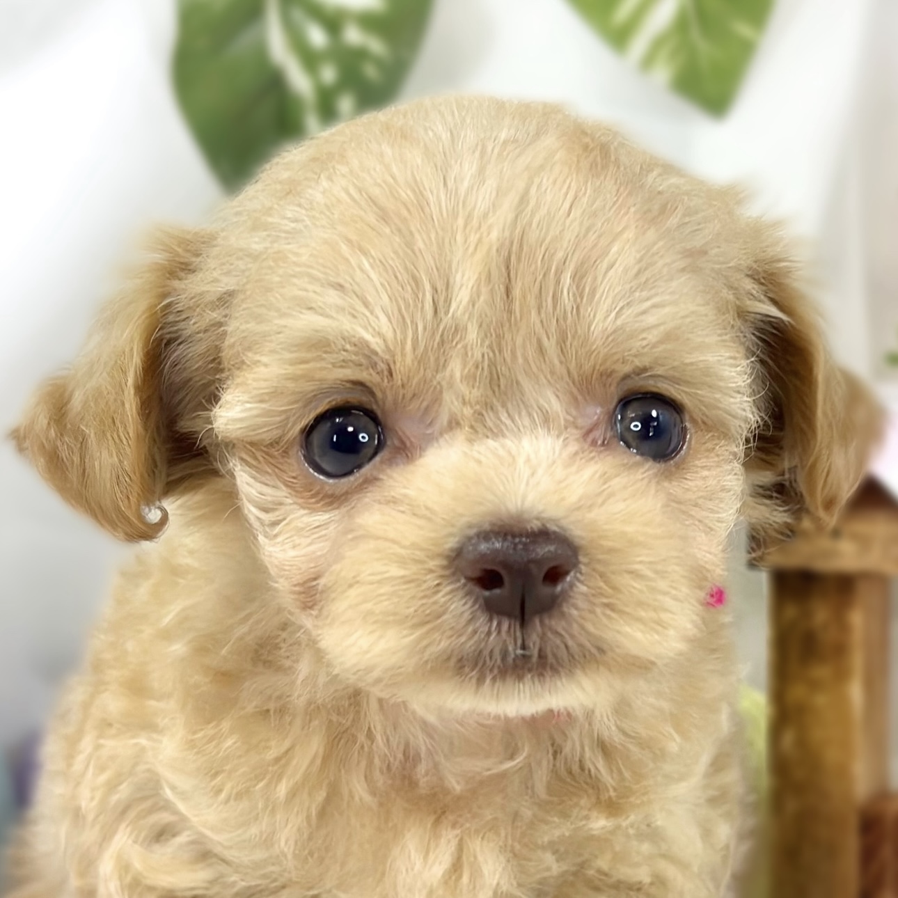 ハーフ犬女の子の写真