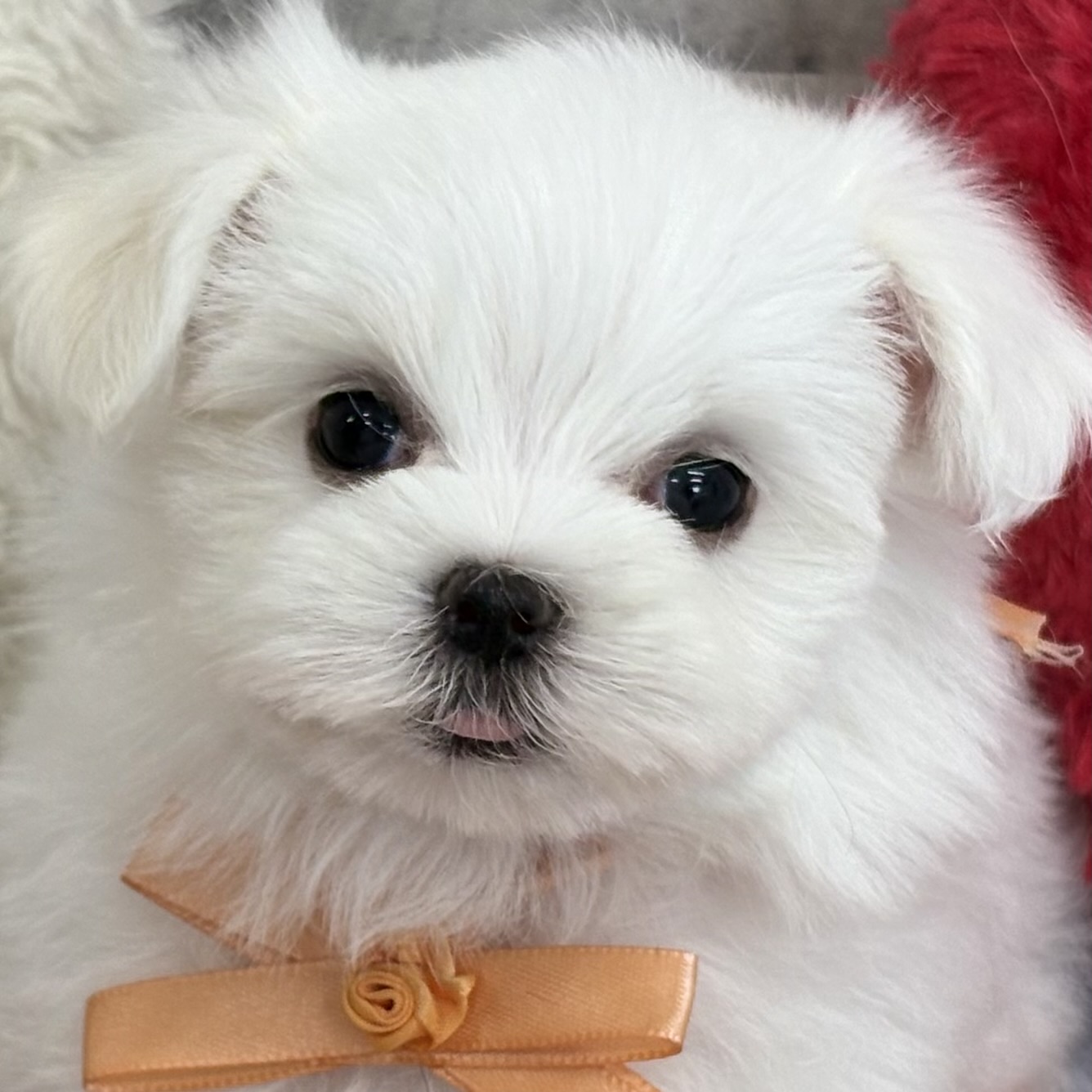 マルチーズ女の子の写真