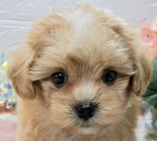 ブリーダーのもとにいるハーフ犬 アプリコット＆ホワイト 男の子のご