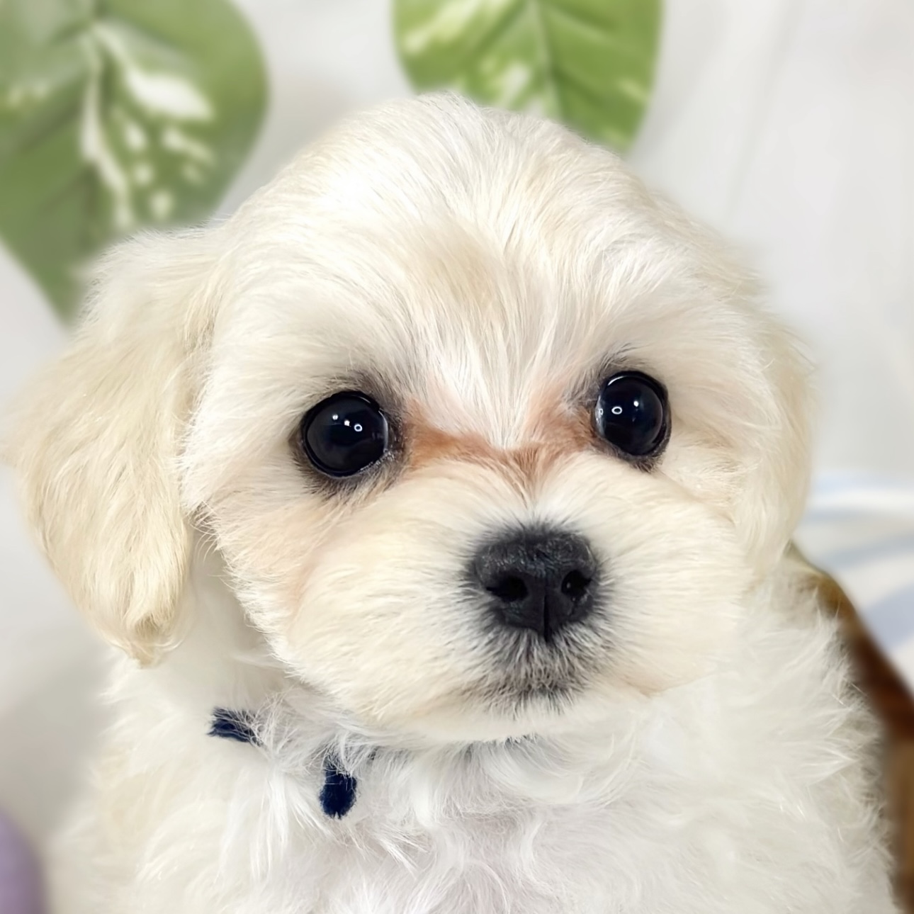 ハーフ犬女の子の写真