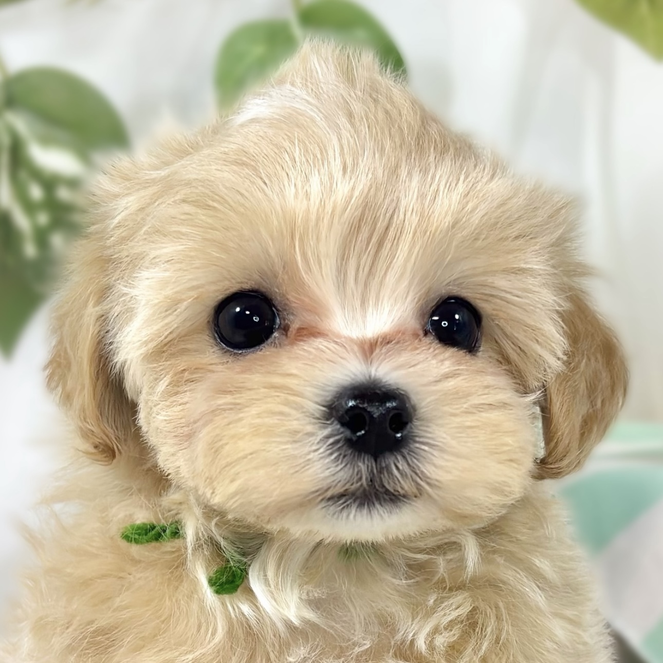 ハーフ犬女の子の写真