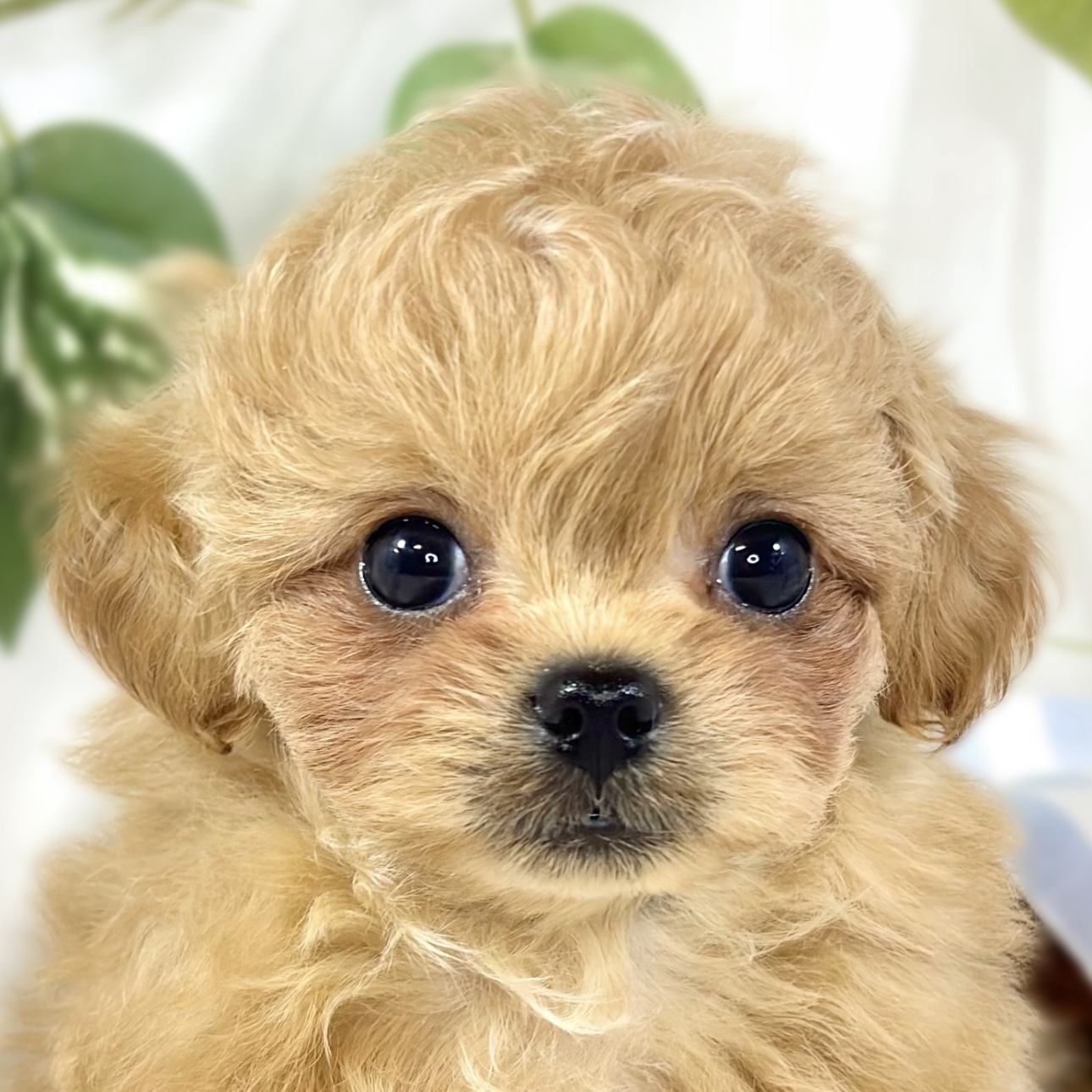 ハーフ犬男の子の写真
