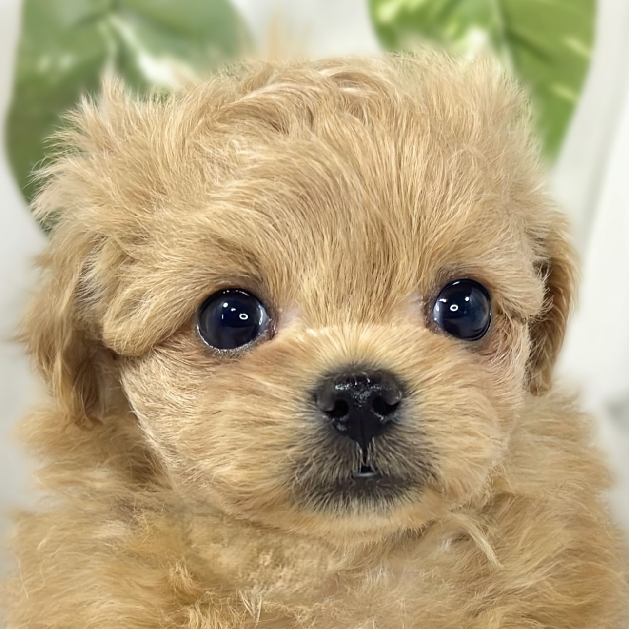 ハーフ犬男の子の写真