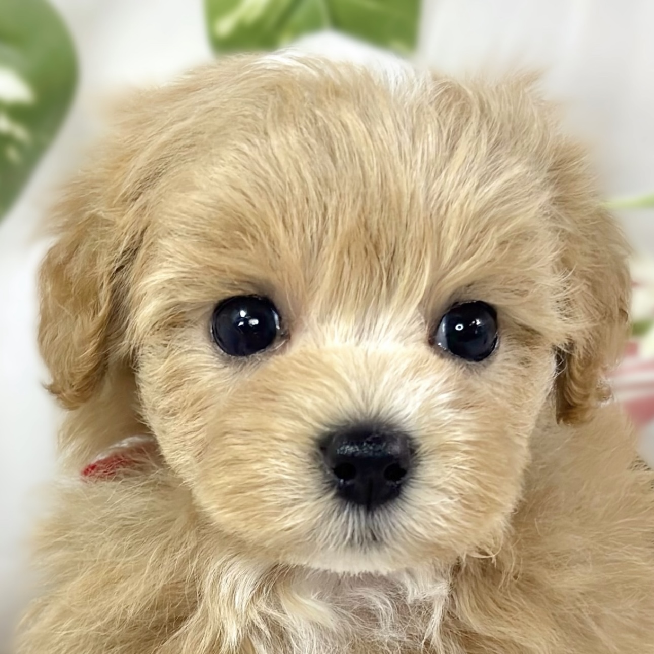 ハーフ犬男の子の写真