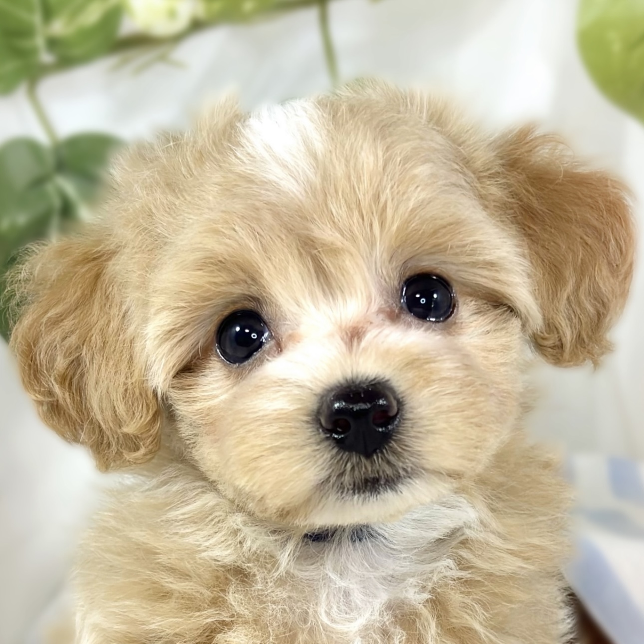 ハーフ犬女の子の写真