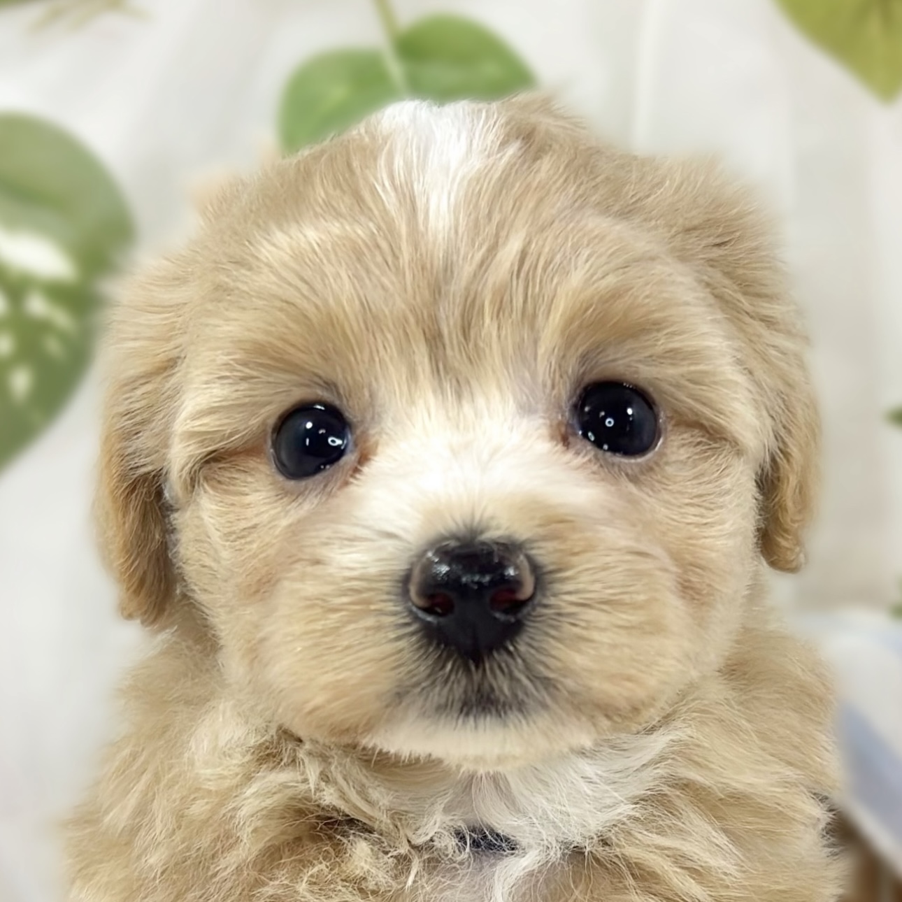 ハーフ犬女の子の写真
