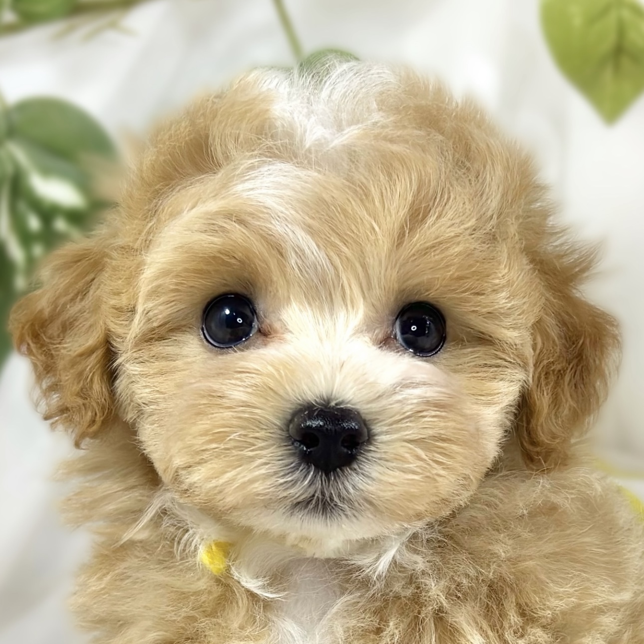 ハーフ犬女の子の写真