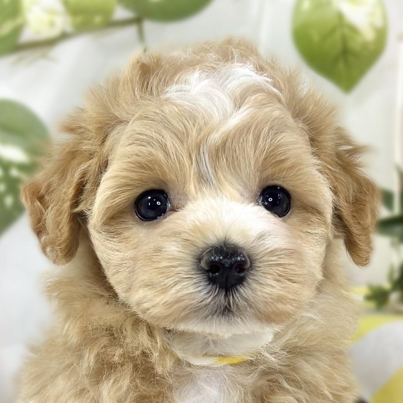 ハーフ犬女の子の写真