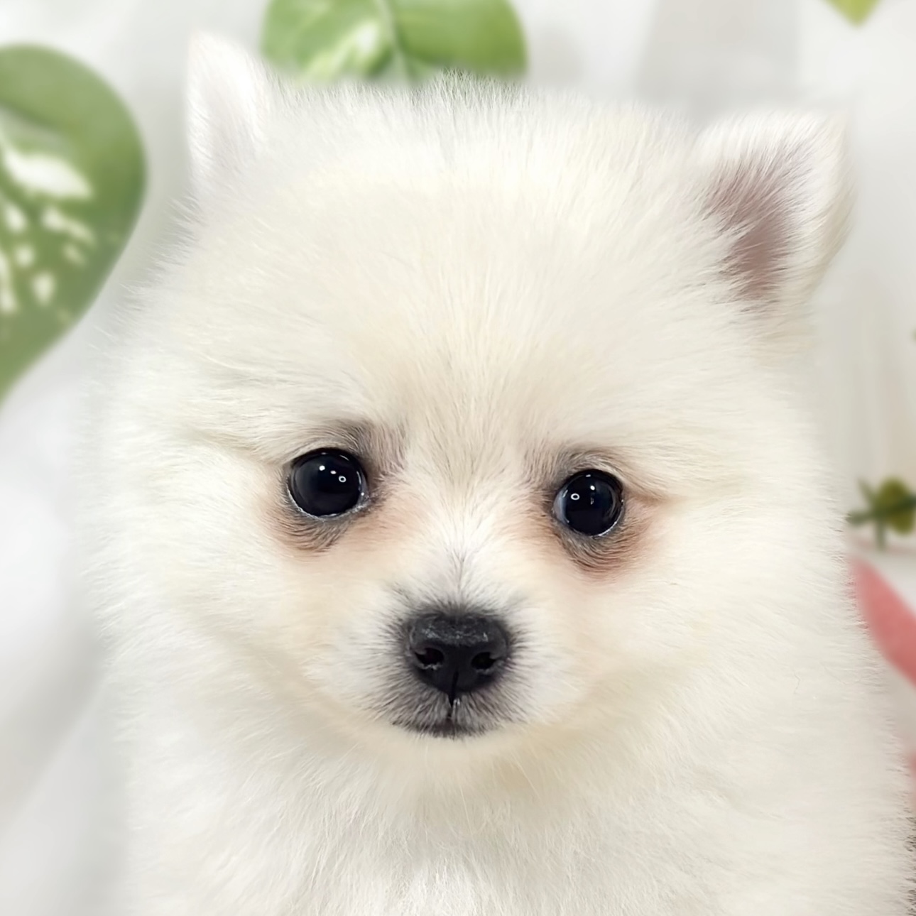 ハーフ犬女の子の写真