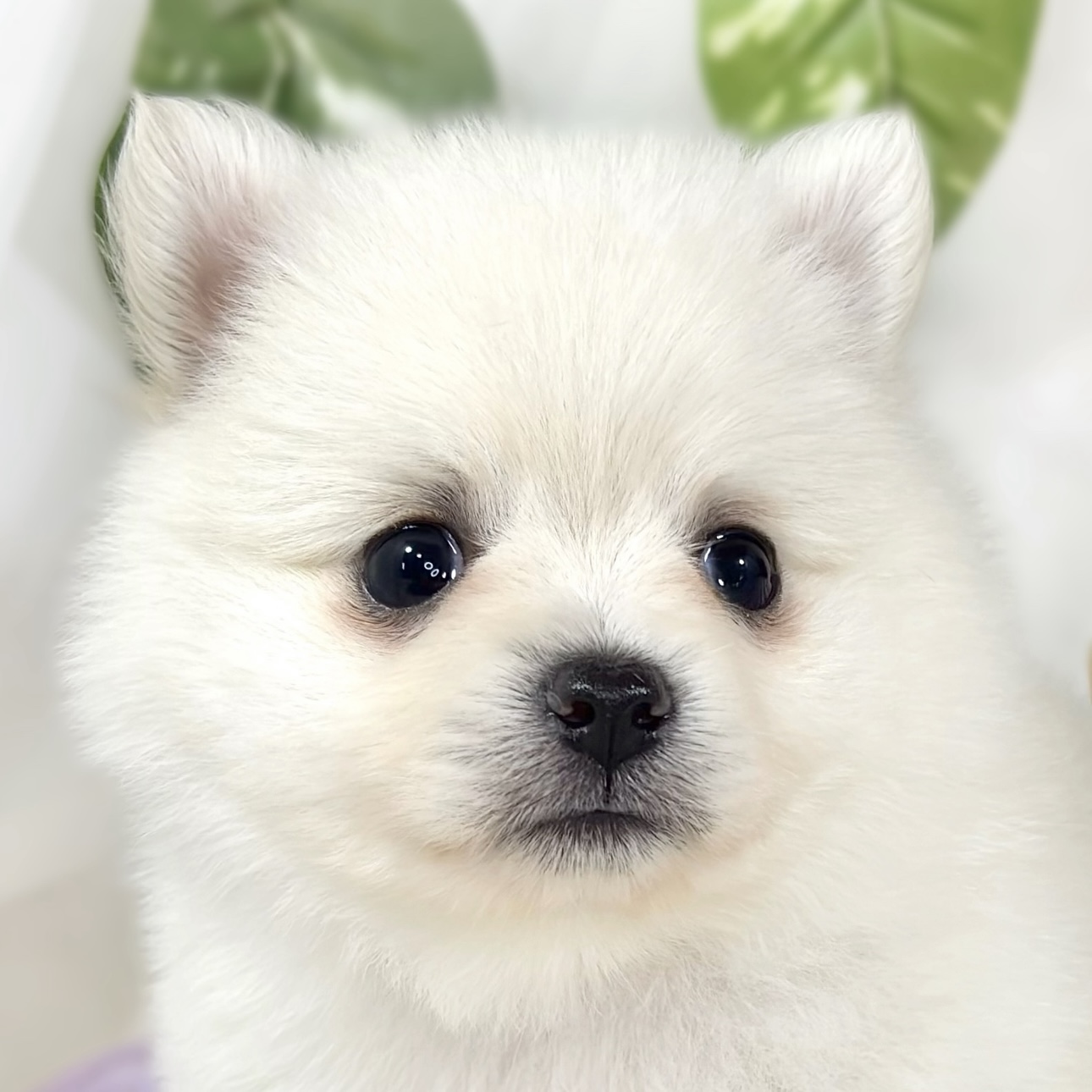 ハーフ犬女の子の写真