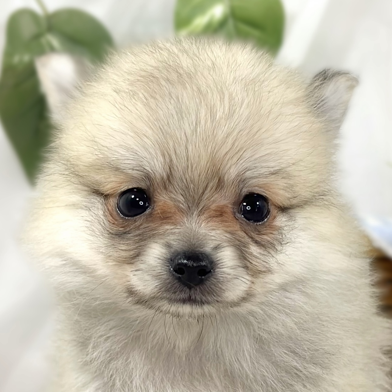 ハーフ犬男の子の写真