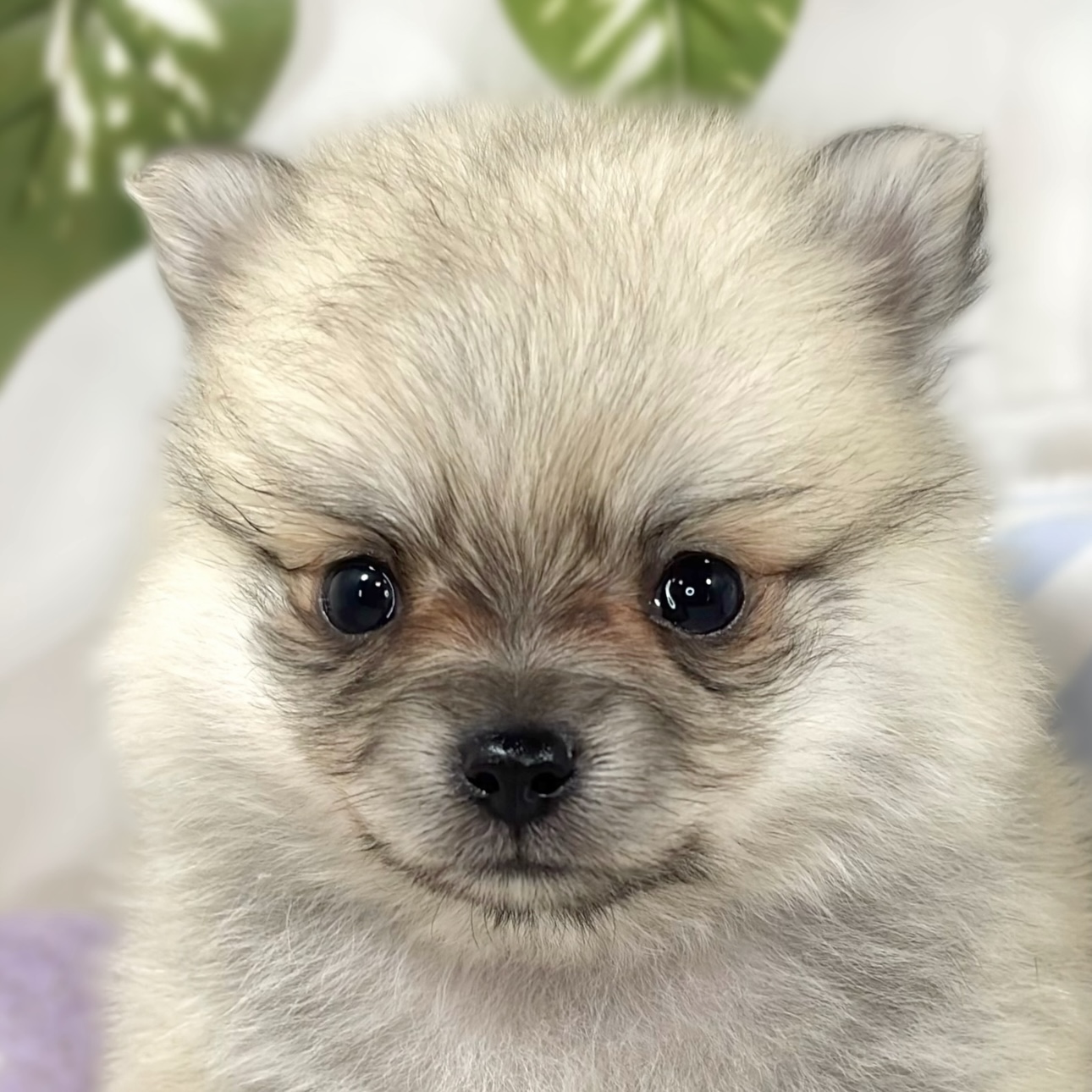 ハーフ犬男の子の写真